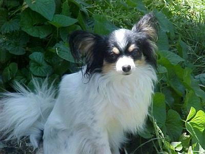Stud Dogs - Papillon